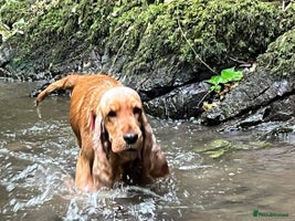 Cocker Spaniel dogs - Advert 3