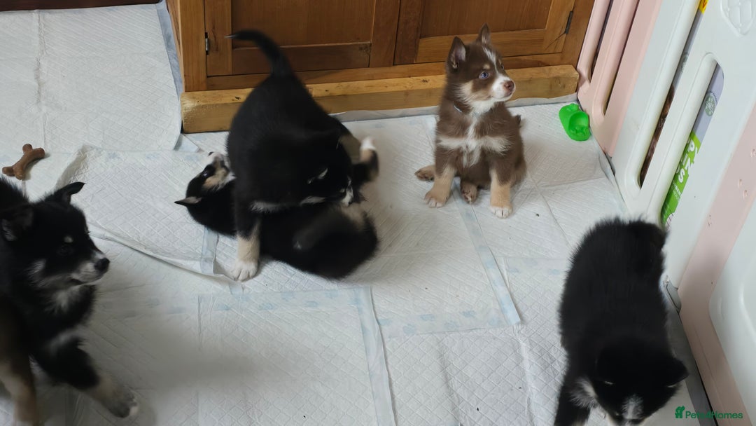 Pomsky dogs for sale: Pomsky Puppies for Sale - Image 35