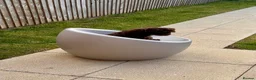 Bordoodle dogs for sale: Beautiful fluffy Borderdoodle  - Advert 6