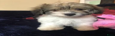Mixed Breed 6