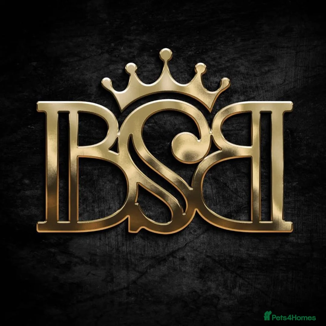 English Bulldog dogs for stud: Bugzy - Advert 7