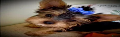 Yorkshire Terrier 1