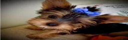 Yorkshire Terrier dogs for sale: Stunning  Yorkshire Terrier puppies 1 Puppy Left - Advert 19