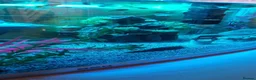 Other/Mixed Breed fish for sale: Tropical fish and tank in Crawley - Advert 2