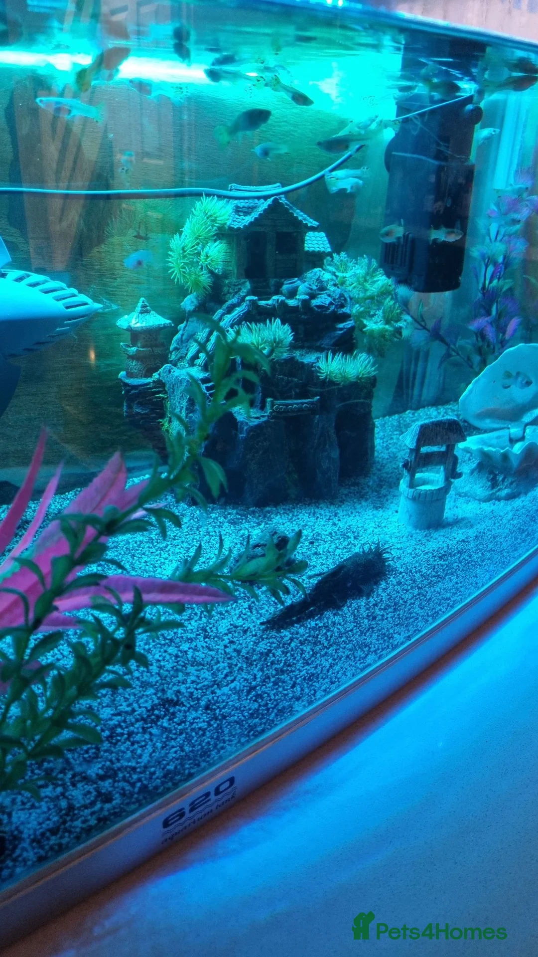 Other/Mixed Breed fish for sale: Tropical fish and tank in Crawley - Advert 2