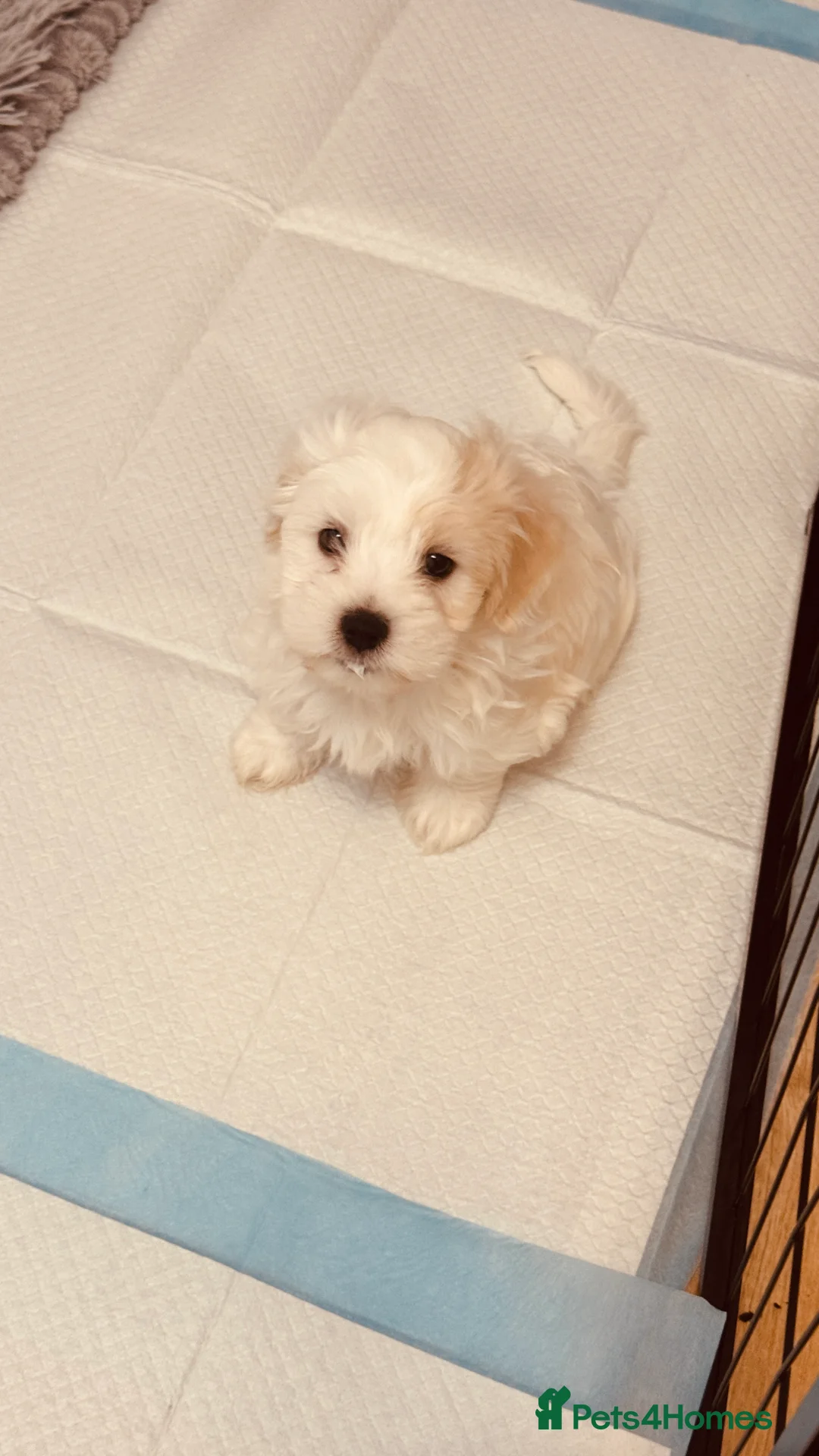 Bichon Frise dogs for sale: Sweet Little Puppies Looking for Loving Homes 💕 - Advert 2