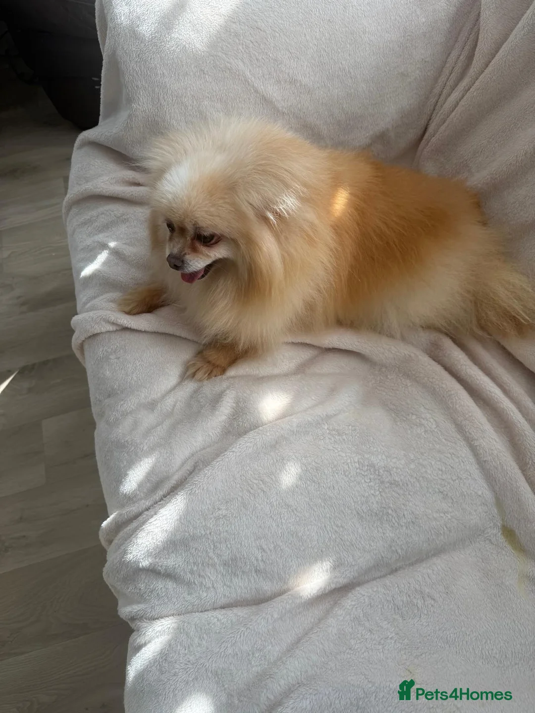 Pomeranian dogs for sale: I have a beautiful pomeranian for sale  in Wembley - Advert 16