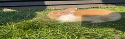 Mixed Breed rabbits for sale: Child friendly Mixed breed rabbits  - Advert 19