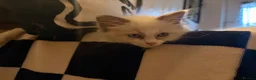 Ragdoll cats for sale: 🐾💙 GORGEOUS RAGDOLL KITTENS  - Advert 10