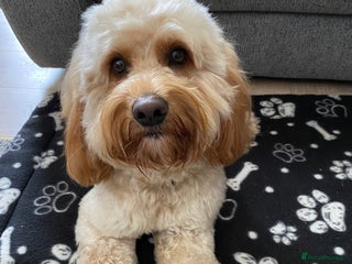 Cockapoo dogs in Durham - Advert 3