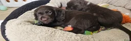 Cocker Spaniel dogs for sale: 2 WORKING TYPE KC COCKER SPANIELS READY TO LEAVE  - Advert 21