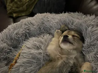 Chihuahua dogs 10 wks old - Advert 7