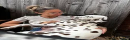 Dalmatian dogs for sale: Exceptional KC Liver Spotted Dalmatian Puppies - Advert 38