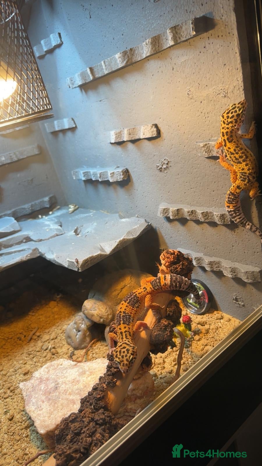Leopard Gecko reptiles Leopard ghecko - Advert 16