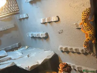 Leopard Gecko reptiles Leopard ghecko - Advert 16
