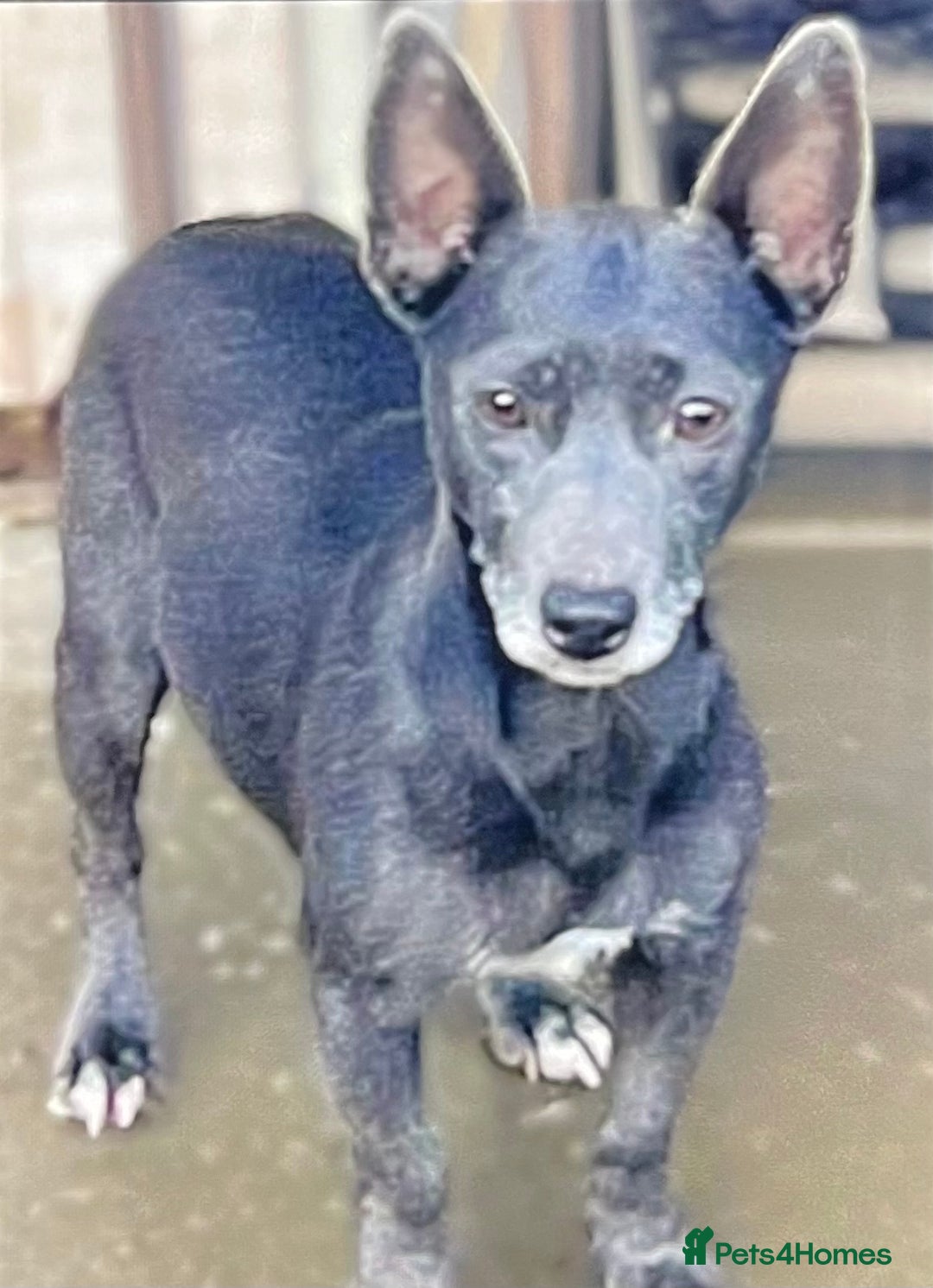 Jack Russell dogs for sale: Jack Russel Puppies  - Advert 7