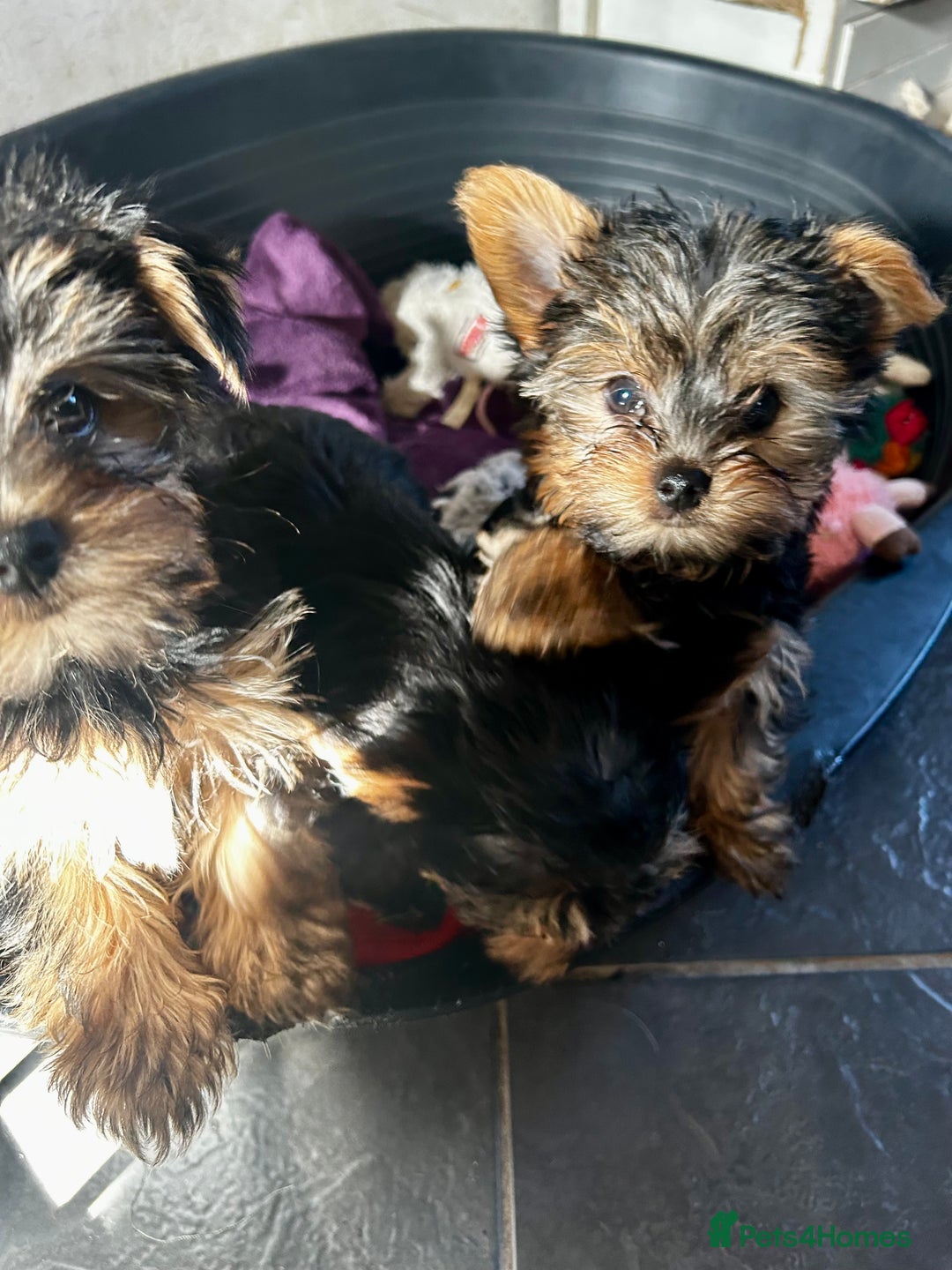 Yorkshire Terrier dogs for sale: 3 miniature Yorkshire terrier boys - Image 8
