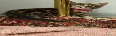 Kitten 5