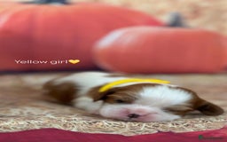 Cavalier King Charles Spaniel dogs for sale: ⭐️Kc dna, heart tested cavalier babys⭐️ - Image 5