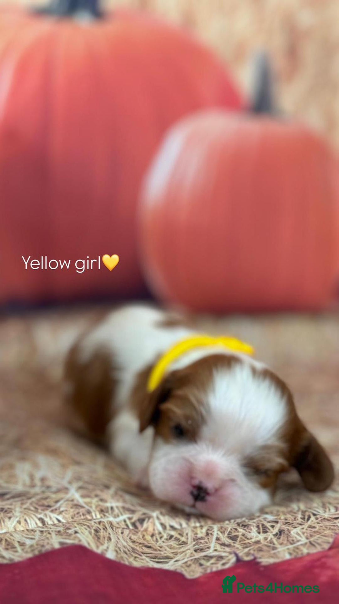 Cavalier King Charles Spaniel dogs for sale: ⭐️Kc dna, heart tested cavalier babys⭐️ - Image 5