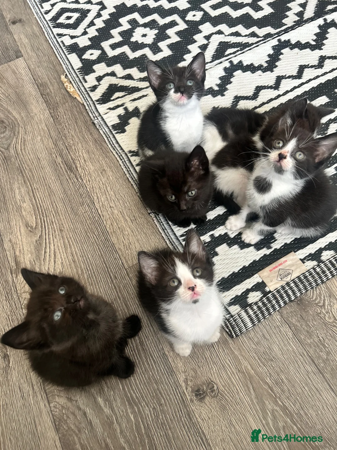 Mixed Breed cats for sale: Kittens rehoming  - Advert 11