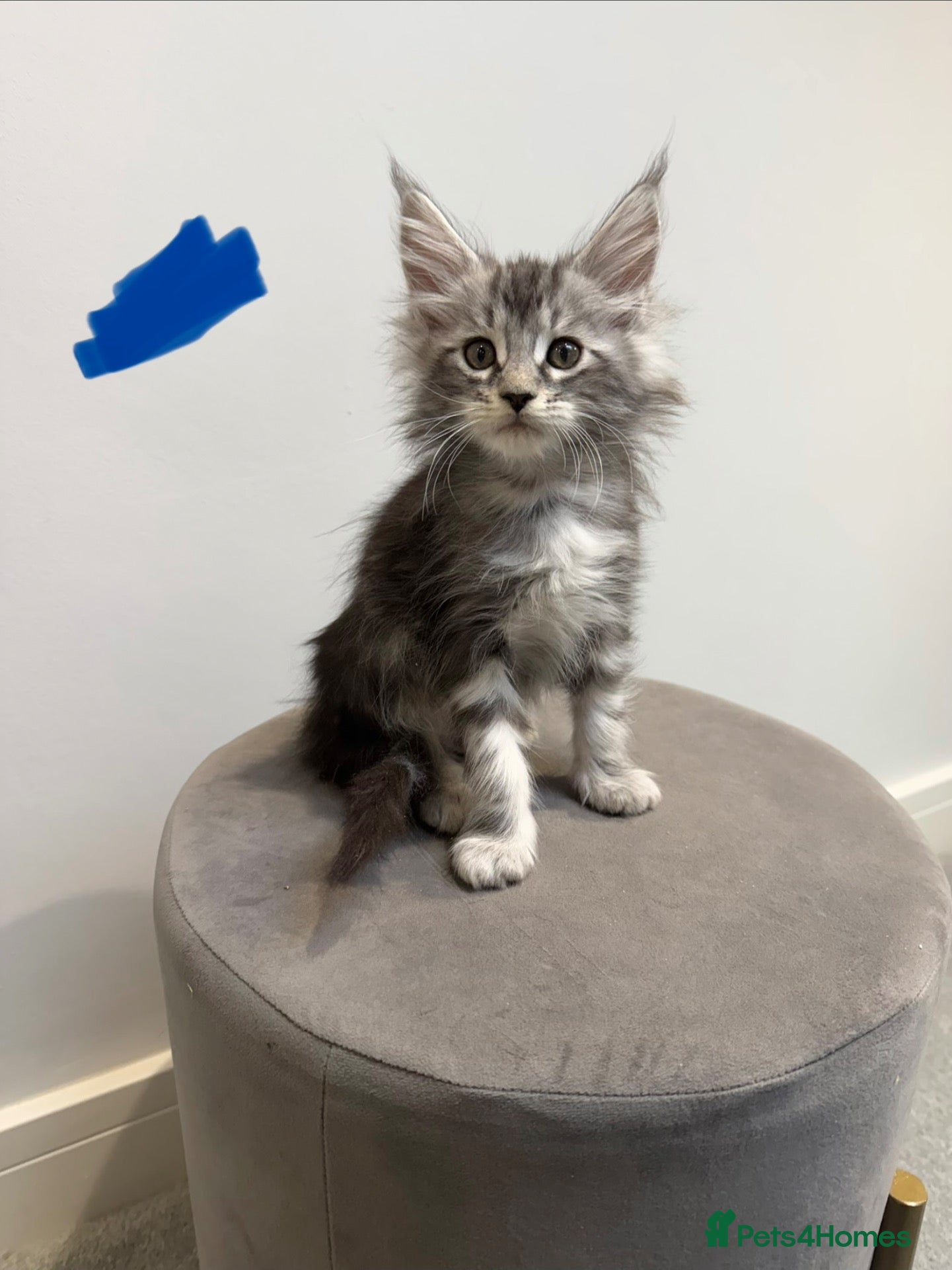 Maine Coon cats Ready now 😻 reduced if taken this week ❤️ - Advert 14