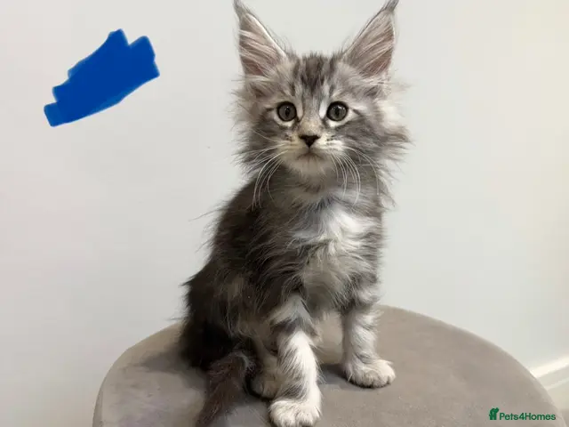Maine Coon cats Ready now 😻 reduced if taken this week ❤️ - Advert 14