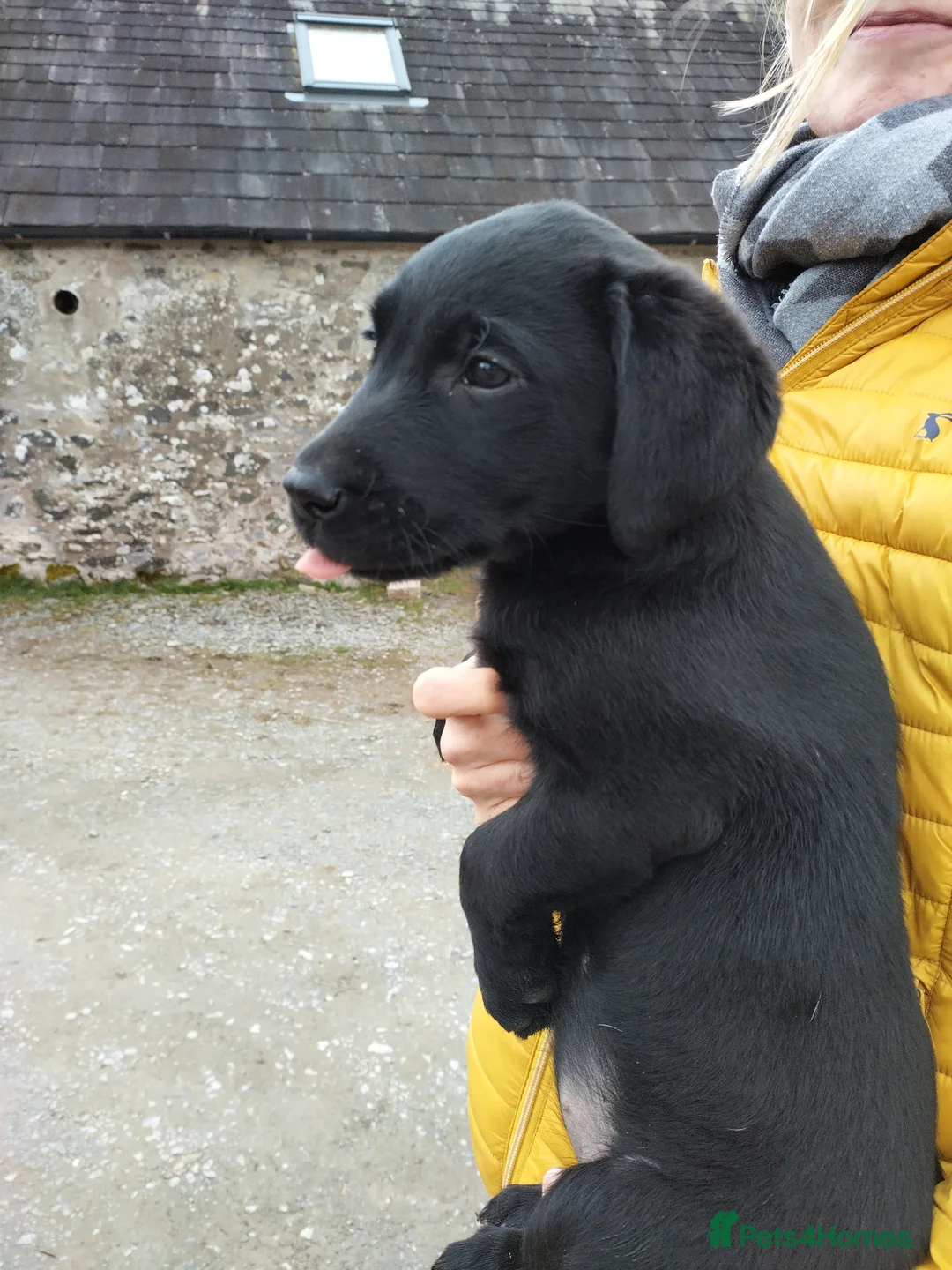 Labrador Retriever dogs for sale: Working Labrador Puppies in Lockerbie - Advert 1