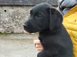 Labrador Retriever dogs Working Labrador Puppies - Advert 1