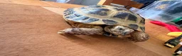 Tortoise reptiles for sale: Female tortoise girl  - Advert 2