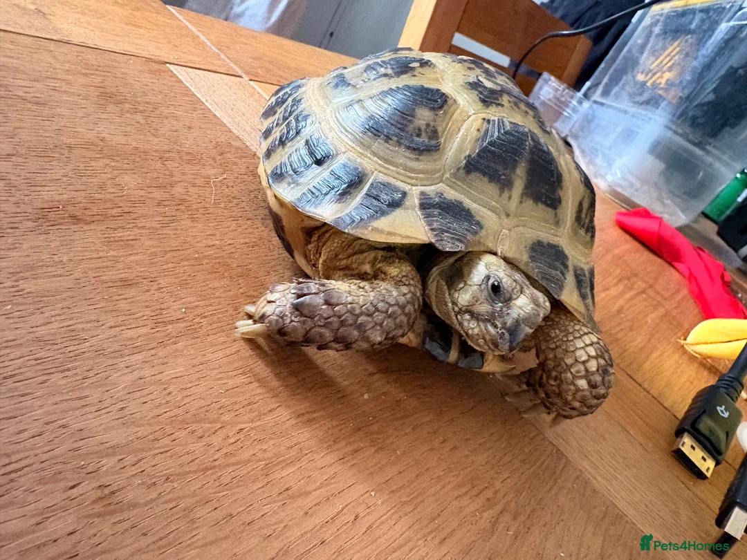 Tortoise reptiles for sale: Female tortoise girl  - Advert 2