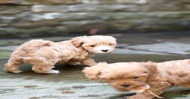 Lhasapoo dogs - Advert 1