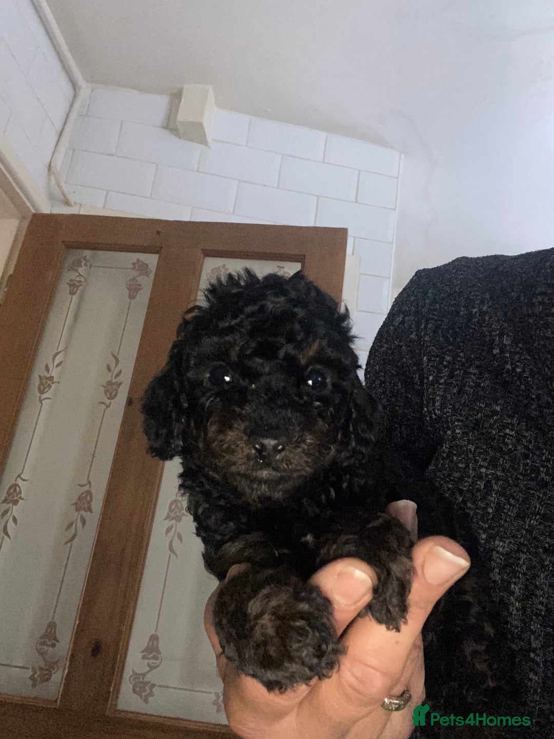 Miniature Poodle dogs for sale: Beautiful Miniature/Toy poodles  - Advert 1