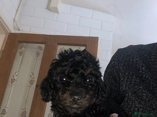 Miniature Poodle dogs Beautiful Miniature/Toy poodles - Advert 17