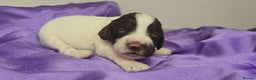 English Springer Spaniel dogs for sale: KC clear DNA vax vetted Springer Pups - Advert 17