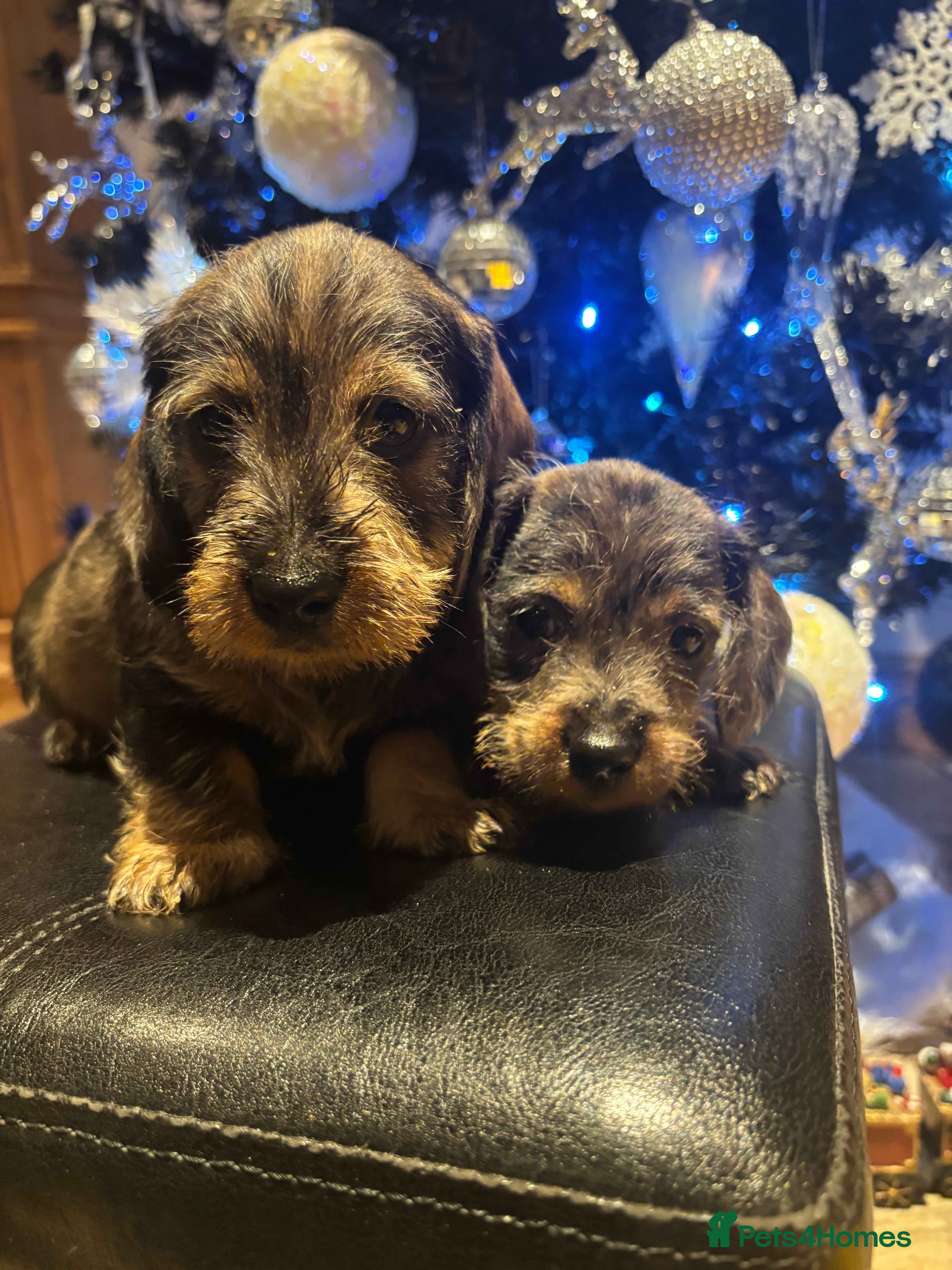 Miniature Dachshund dogs Wire Haired Dachshunds  - Advert 14