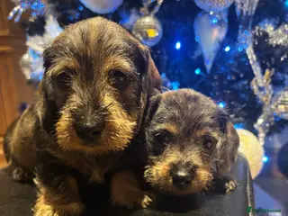 Miniature Dachshund dogs Wire Haired Dachshunds - Advert 9