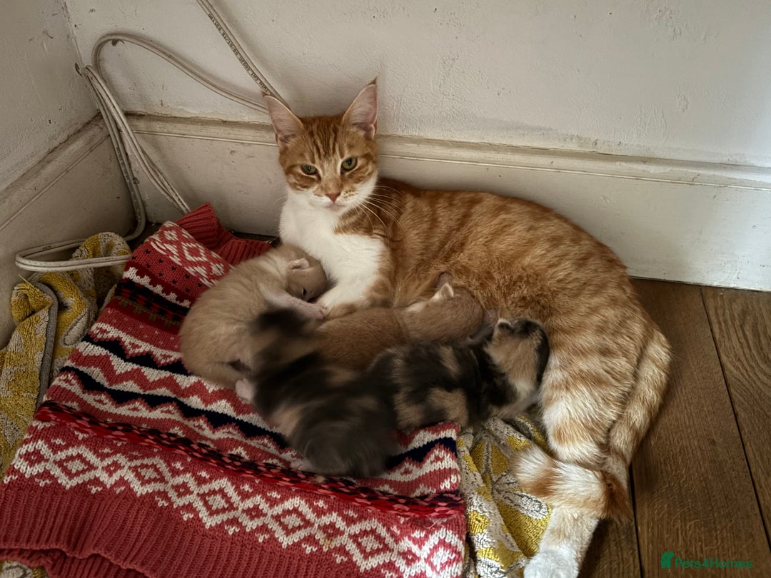 Maine Coon cats for sale: Beautiful Maine Coon X kittens - Image 20