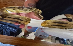 Python Snake reptiles for sale: Pied Royal python  - Image 2
