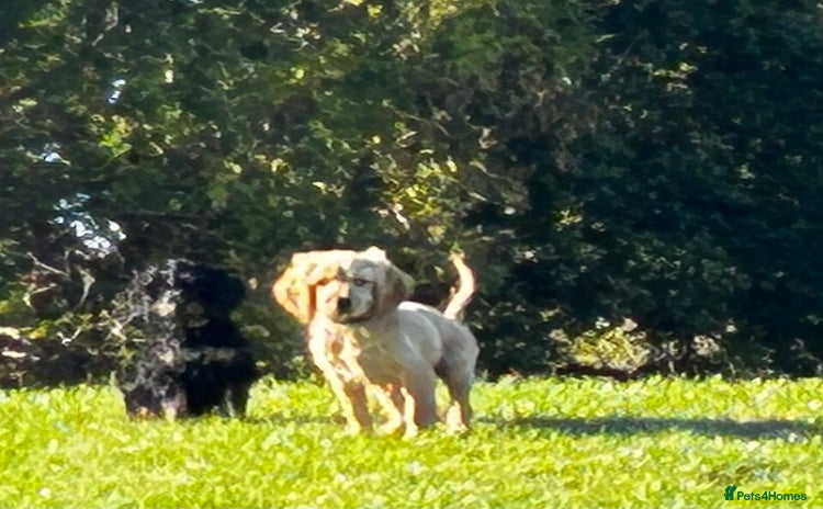 Cockapoo dogs - Advert 1