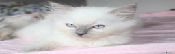 Ragdoll cats for sale: GCCF registered Ragdolls  - Advert 8