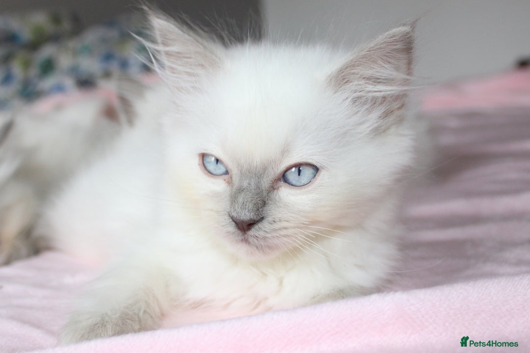 Ragdoll cats for sale: GCCF registered Ragdolls  - Advert 8
