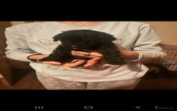 Miniature Poodle dogs for sale: Miniature poodles, beautiful lovley poodles - Image 6