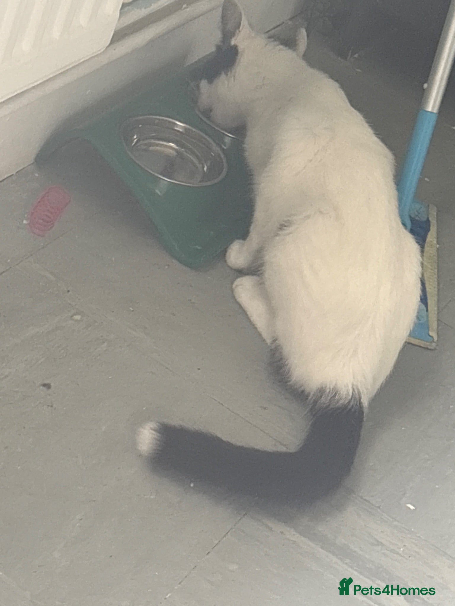 Mixed Breed cats Free adult cat  - Advert 15
