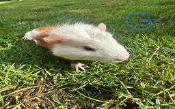 Guinea Pig rodents for sale: Female and male guinea pigs  - Image 6