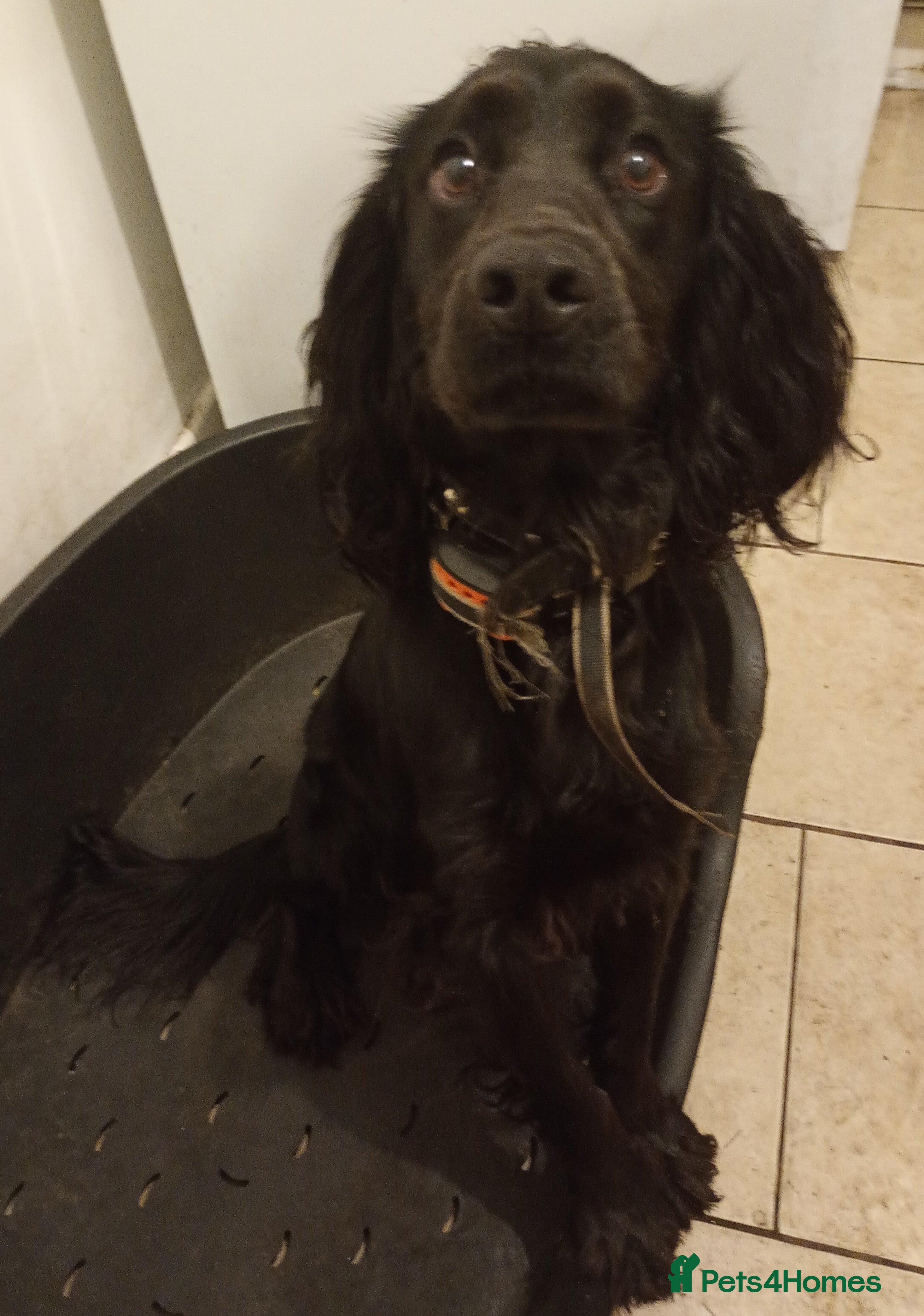 Cocker Spaniel dogs Cocker spaniel - Advert 1