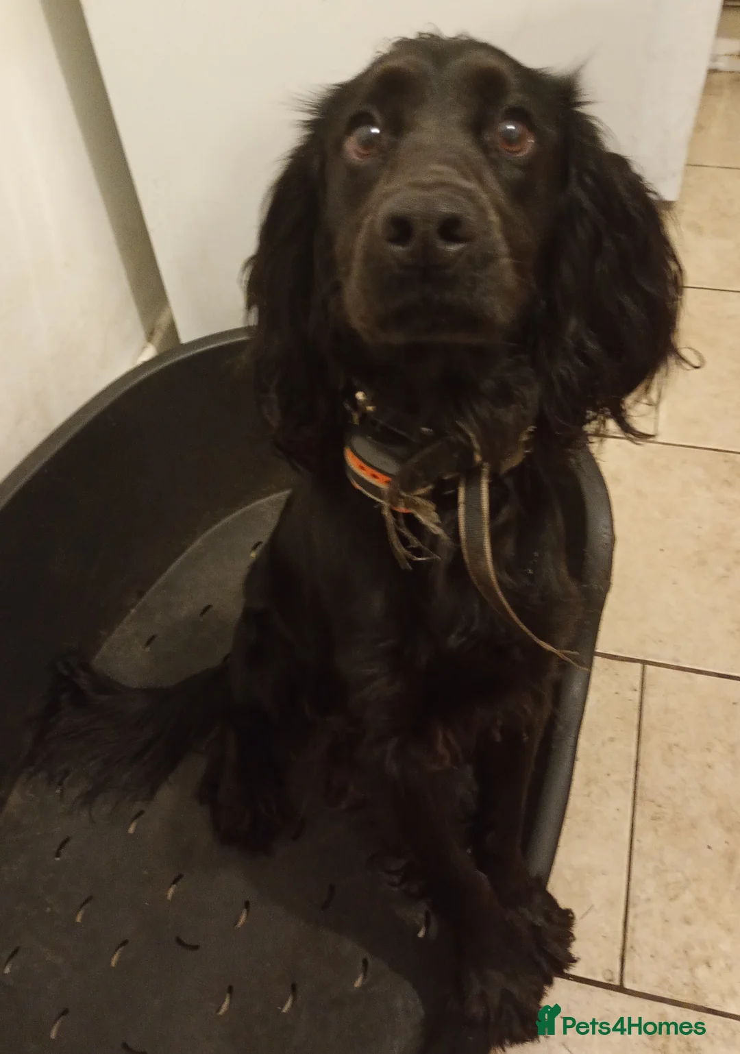 Cocker Spaniel dogs for sale: Cocker spaniel - Advert 1