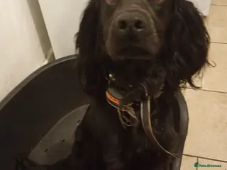 Cocker Spaniel dogs Cocker spaniel - Advert 9