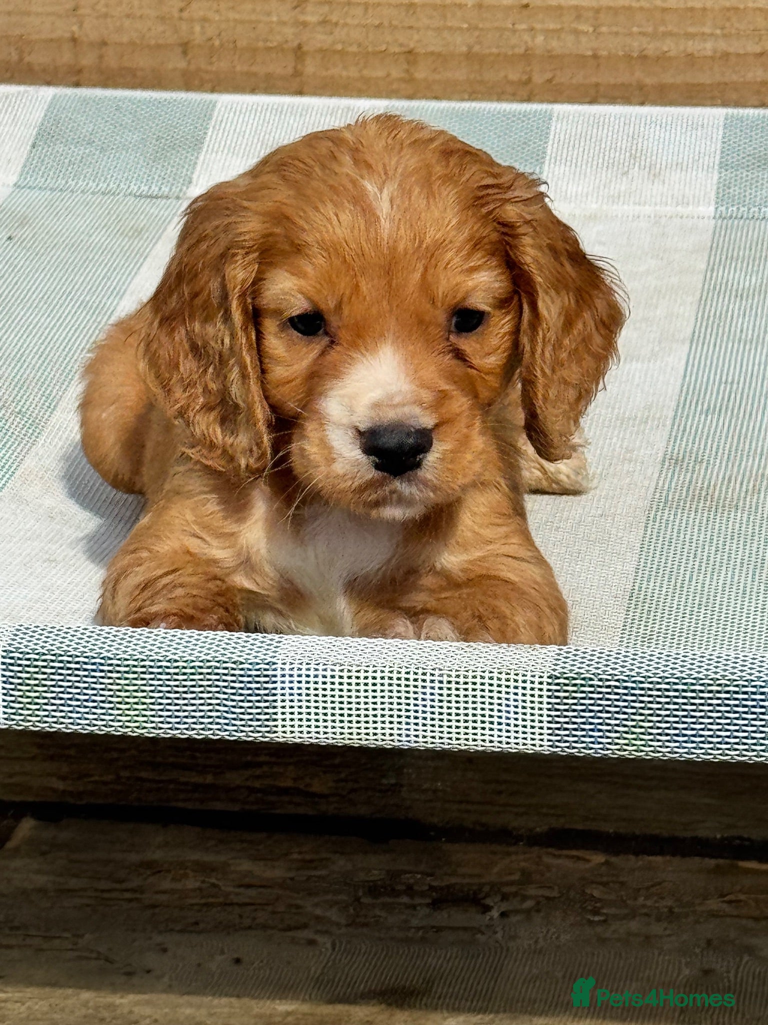 Cocker Spaniel dogs Outstanding Boys - Advert 14