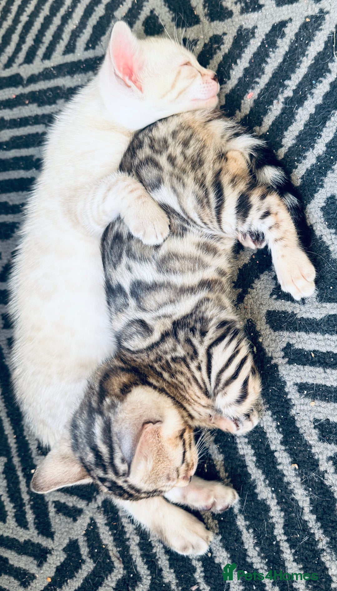 Bengal cats for sale: 5 Exceptional TICA Registered Glitter Bengals  in Bristol - Image 18